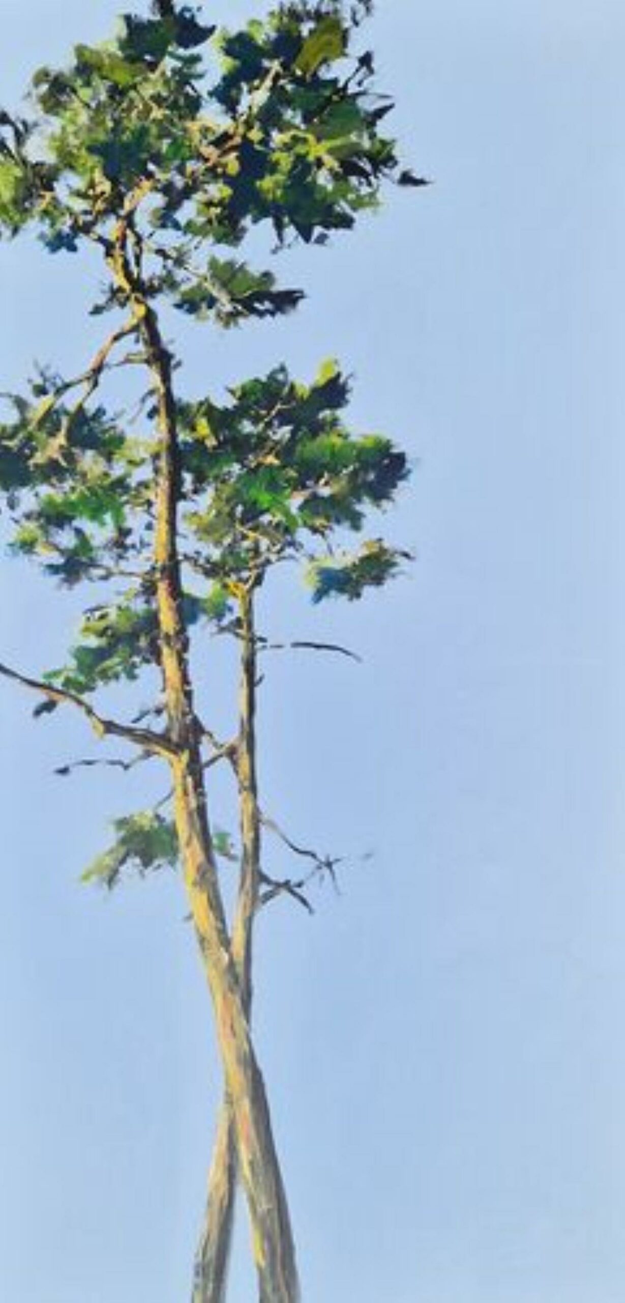 Kiefern - Schemmann, Jörg - k-SCH461