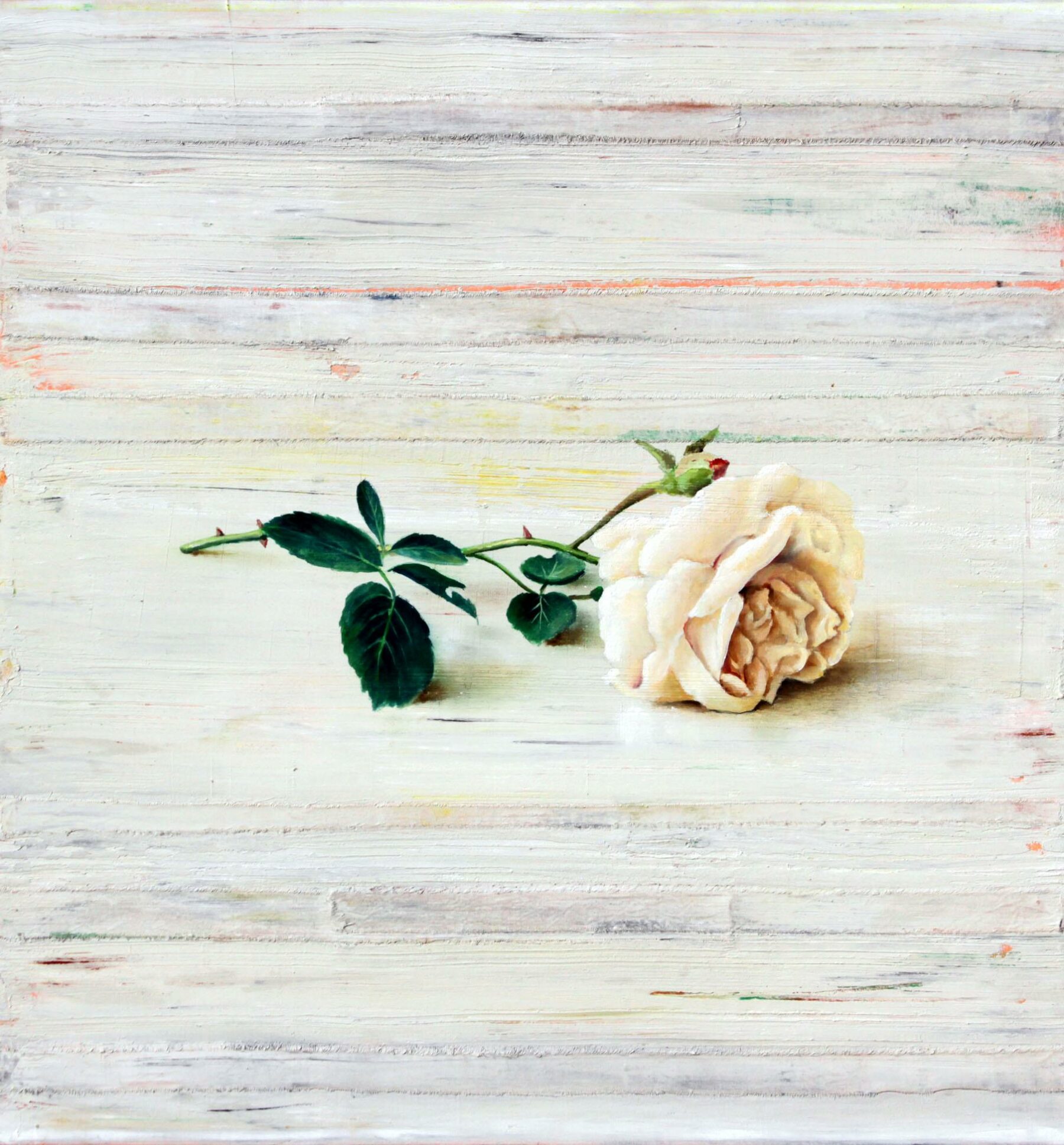 Weiße Rose - Lauterjung, Michael - k-2602LM13