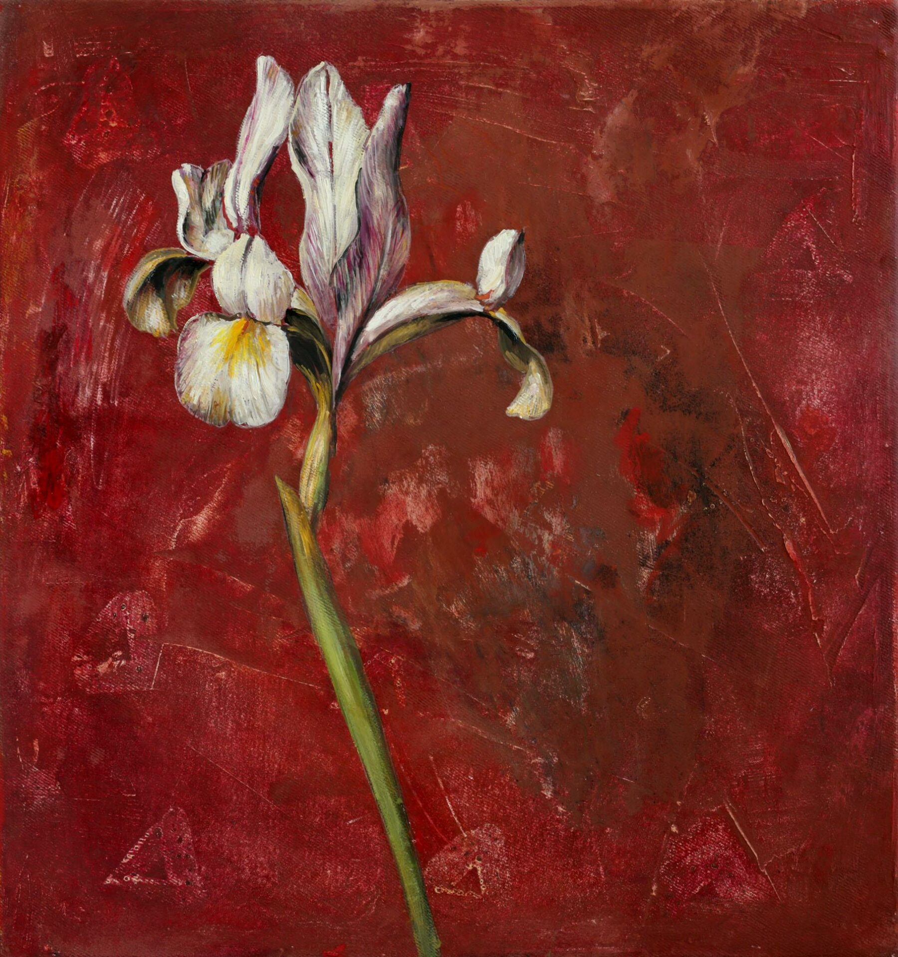 Spanische Schwertlilie (G. F./Blatt 60) - Lauterjung, Michael - k-2602ML24